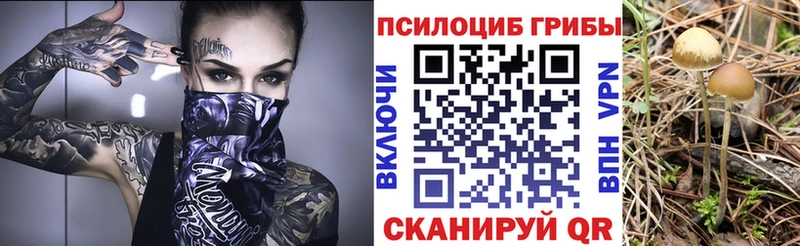 как найти наркотики  мега ССЫЛКА  Псилоцибиновые грибы Psilocybe  Кораблино 